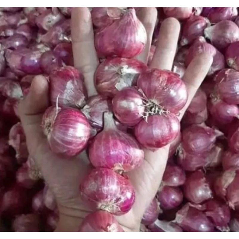 

bawang merah