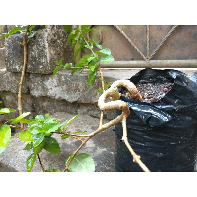 bahan bonsai sancang small