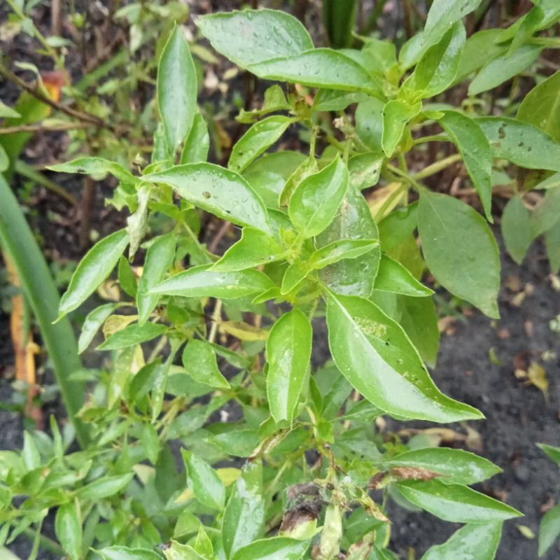 bibit kemangi / biji bunga kering kemangi