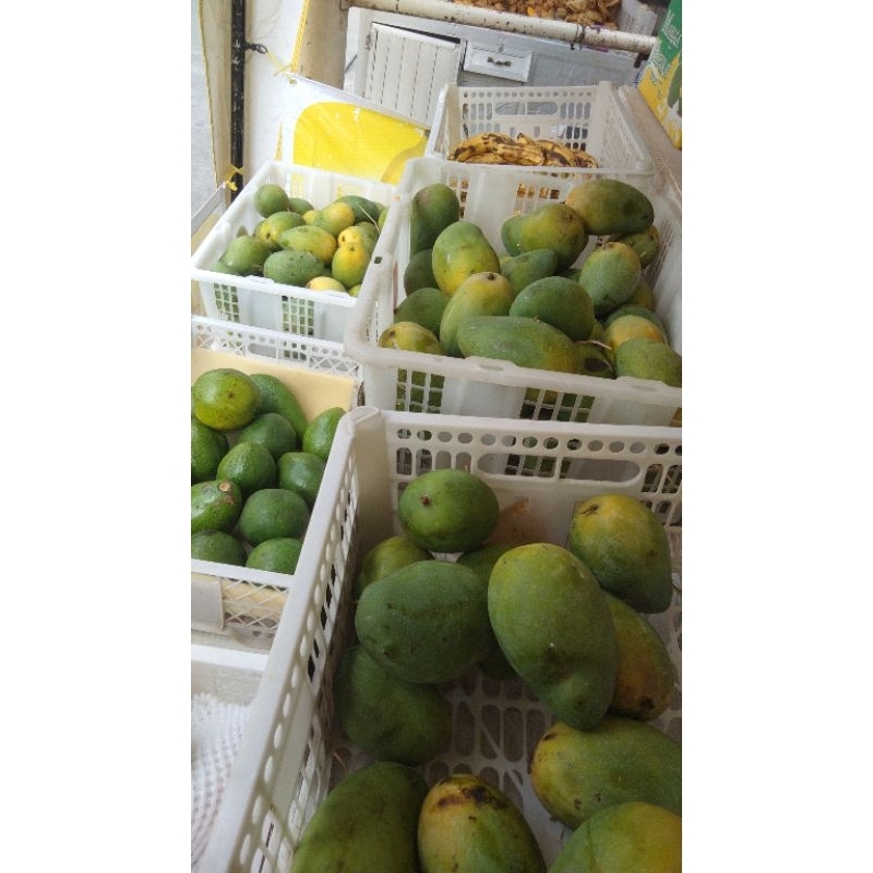 

Mangga Harumanis 1kg
