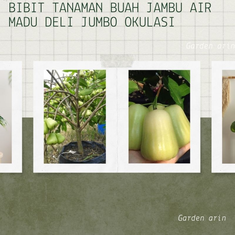 Bibit Tanaman Buah Jambu Air Madu Deli Jumbo Okulasi