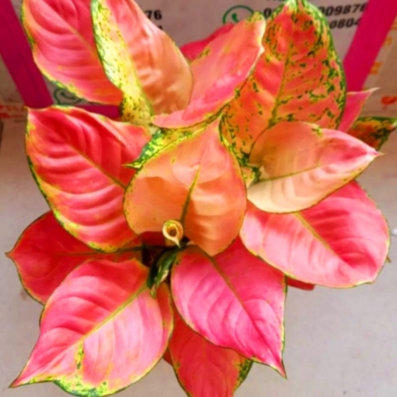 Aglonema Pink Katrina Super Pink(Tanaman hias aglaonema Pink Katrina) - tanaman hias hidup - bunga hidup - bunga aglonema - aglaonema merah - aglonema merah - aglaonema murah - aglaonema murah