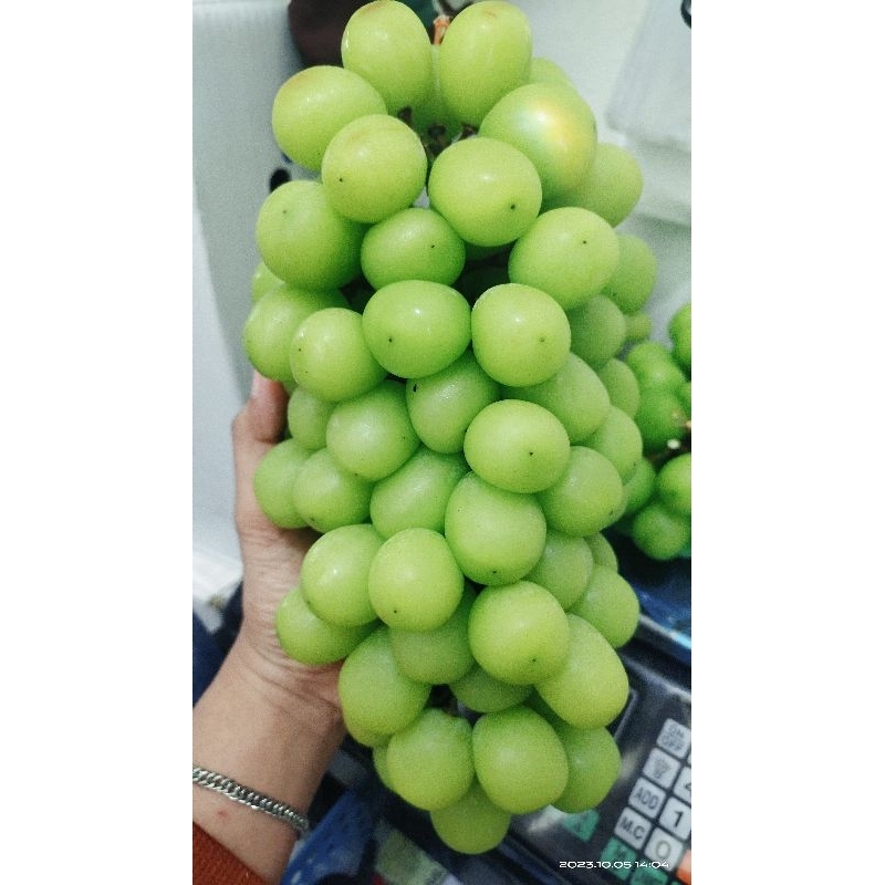 

muscat anggur sultan