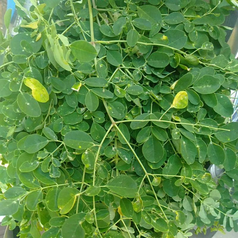 

Sayur Daun Kelor Kelur Merungga minim order 2 ikat@ seikat