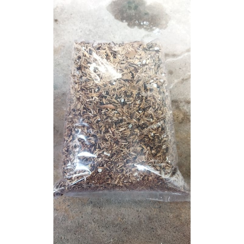 media tanam aglaonema premium siap pakai