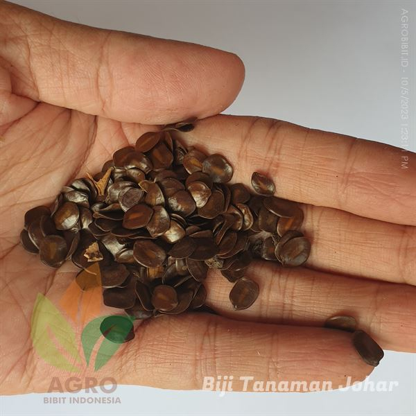 Biji Johar / Juar Berkualitas Siap Semai