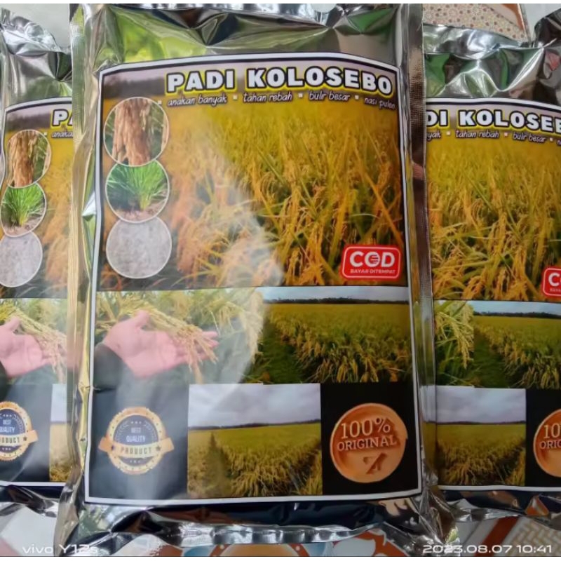 BENIH PADI KOLOSEBO 02 ORIGINAL KG