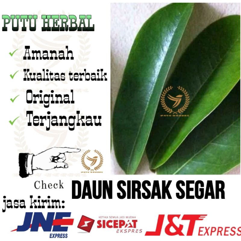 

daun sirsak segar langsung petik | Termurah dan berkualitas sehingga akan kaya manfaat.