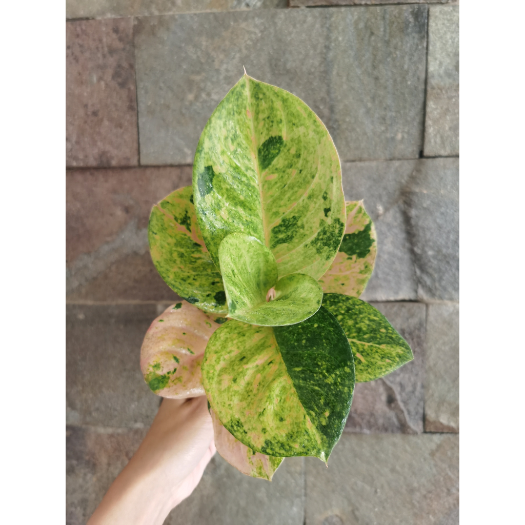 Aglaonema Pink Emerald