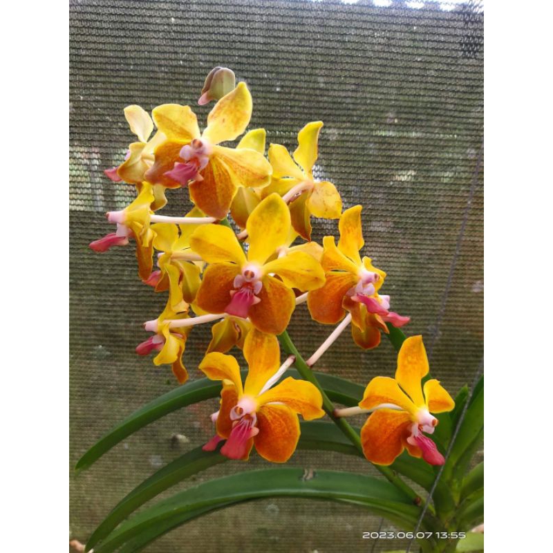 Vanda Lamellata x Memtienchai