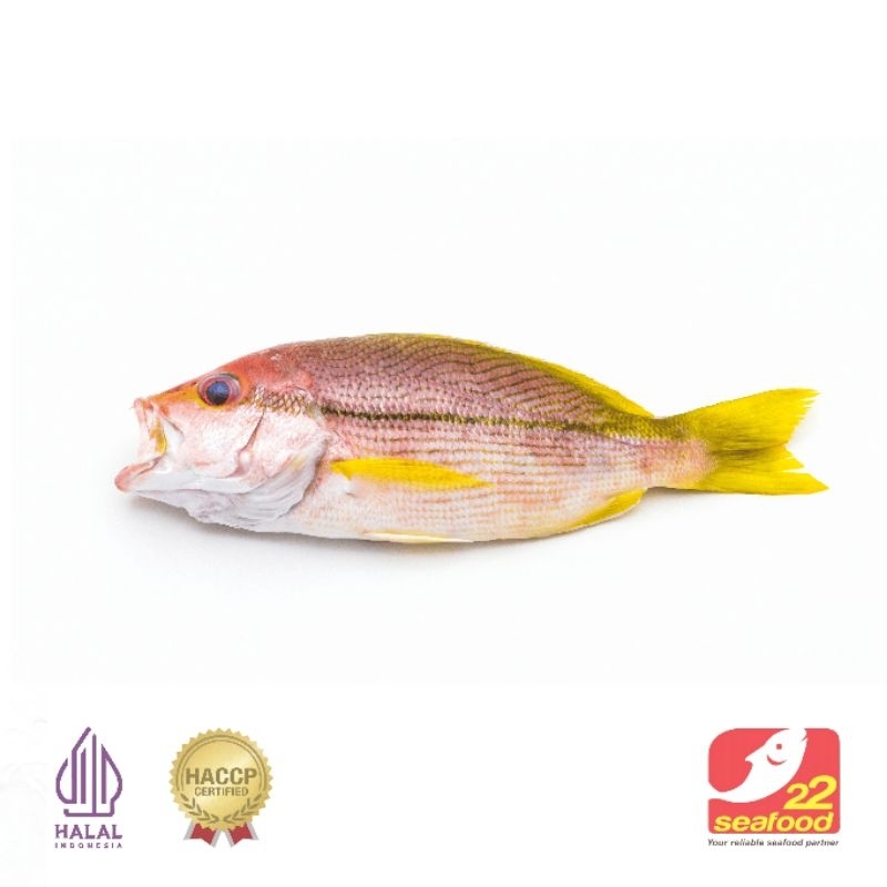 

Ikan Kakap / Kakap KUNIRAN 1kg isi 2-5 ekor / Ikan Beku Kapal / Seafood 22