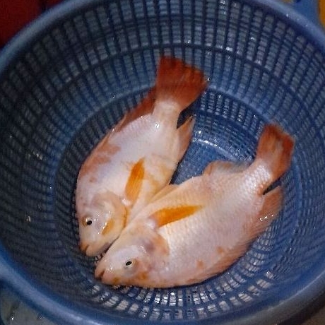 

ikan nila merah