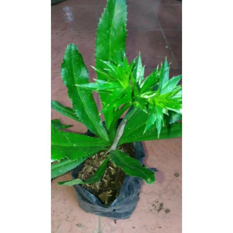 tanaman walang sangit herbal.umpan nila/ikan mas