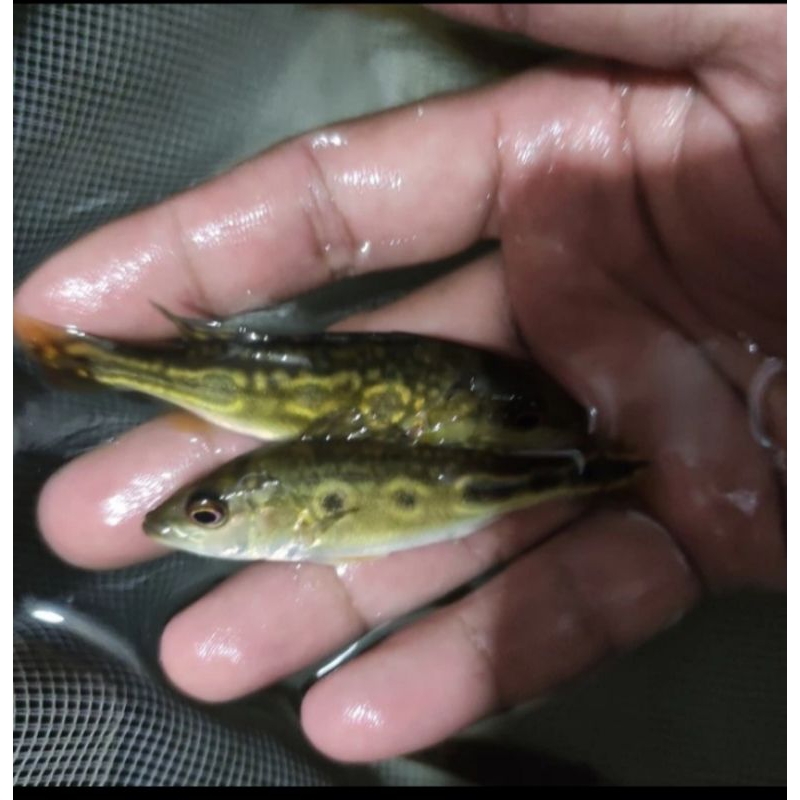 hiasan aquarium pbass brocopondo