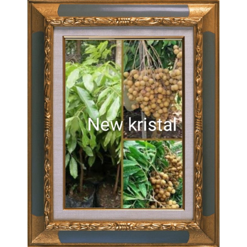 

Bibit buah kelengkeng new kristal