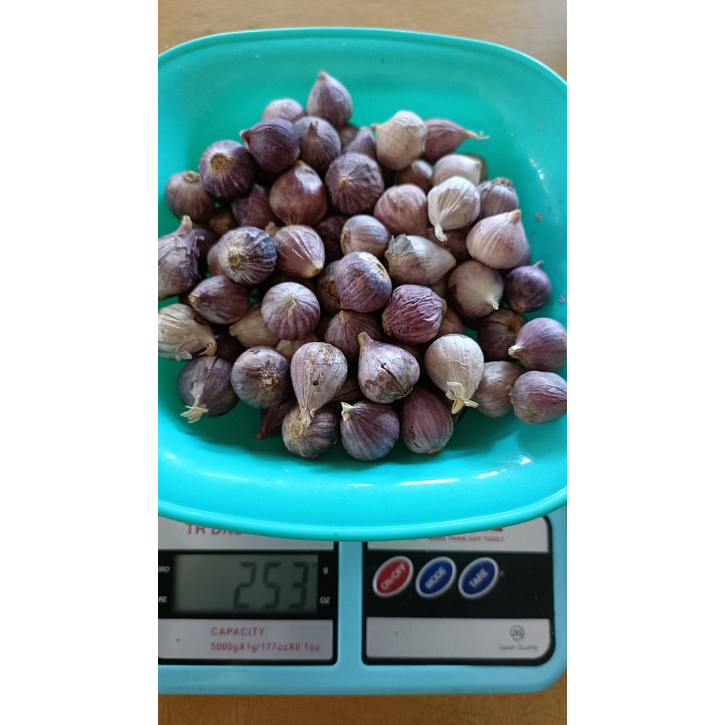 

BAWANG PUTIH TUNGGAL/LANANG SIZE KECIL KEMASAN 250 Gram / 1/4 Kg