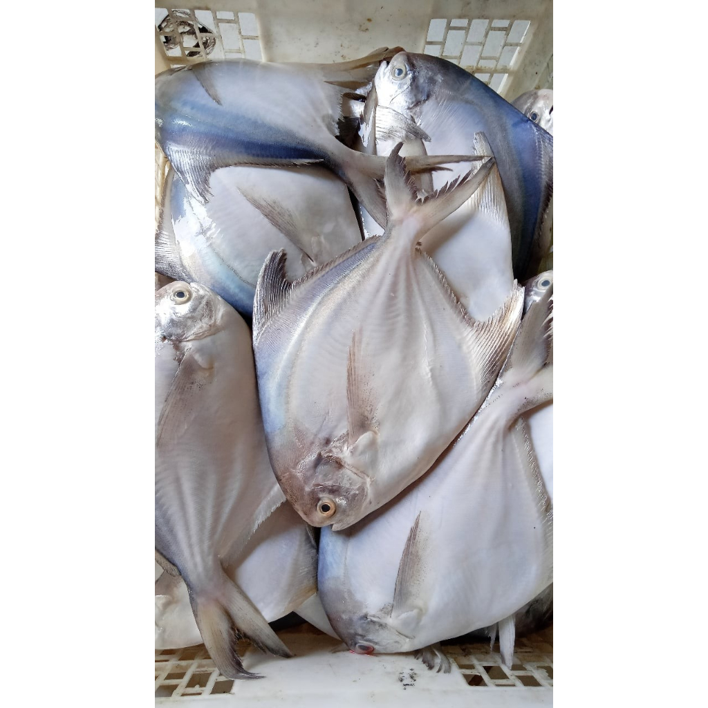 

Ikan Bawal Putih size 200up