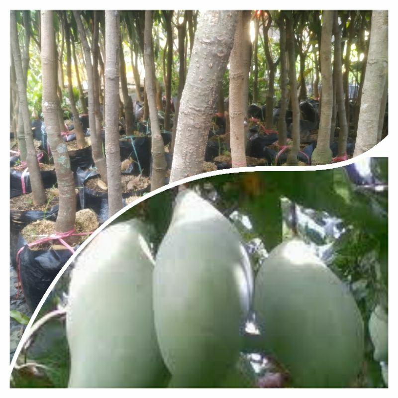 Pohon Mangga Mahatir 1,5 - 2,5 meter okulasi cepat berbuah
