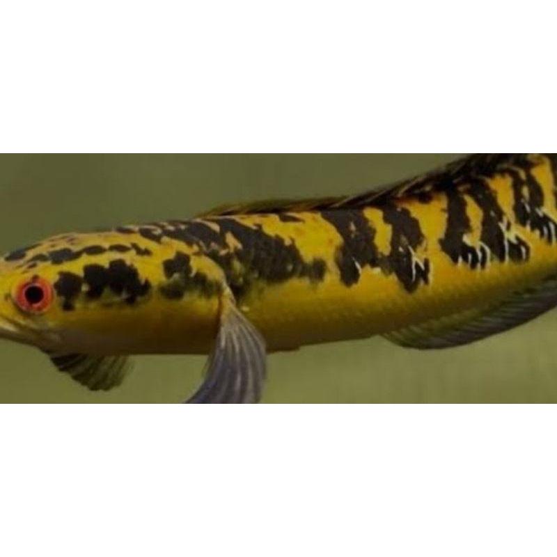 

maru ys kalimantan 14-20cm cabung