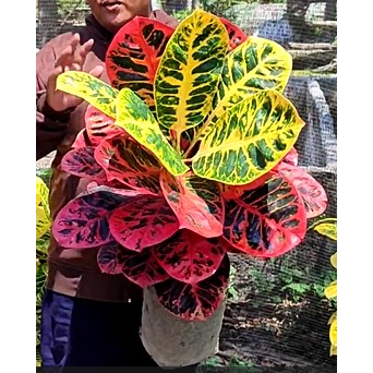 Puring Rimbun Ayu Ting Ting Jumbo