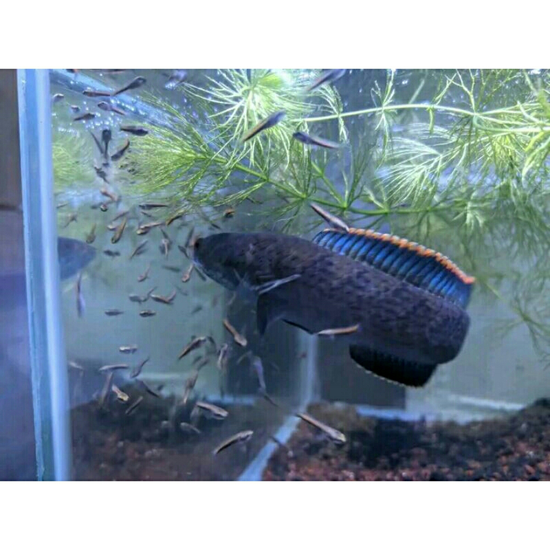 cana Limbata pair / sepasang size 13 - 15cm