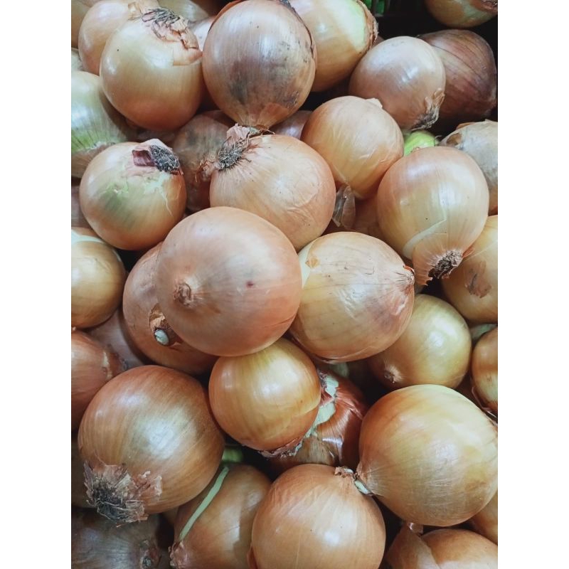

Bawang Bombay newzeeland 250g