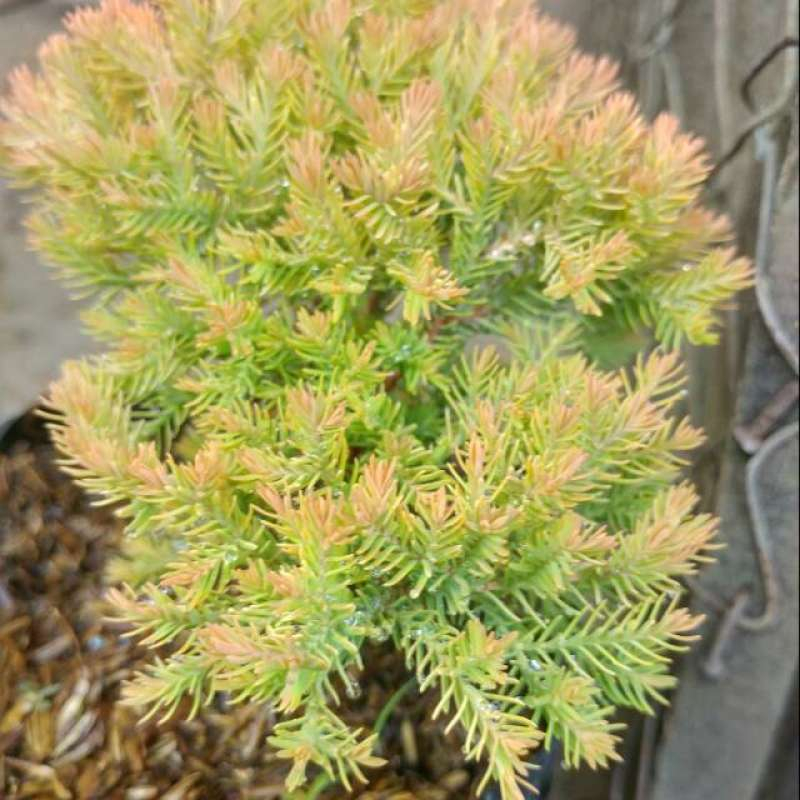Tanaman Hias Cemara Mini rengold - Cemara Mini Indoor