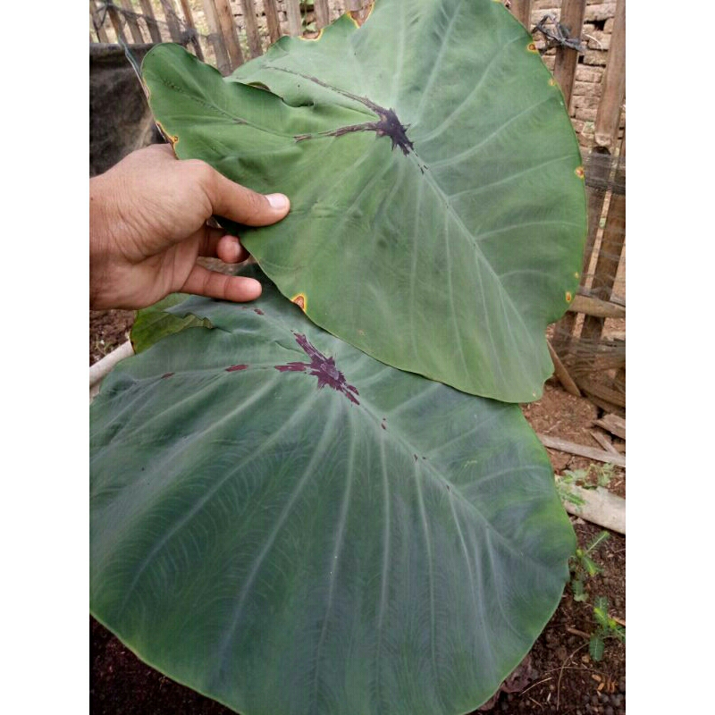 (Ukuran Kecil) Bibit Colocasia Black Widow