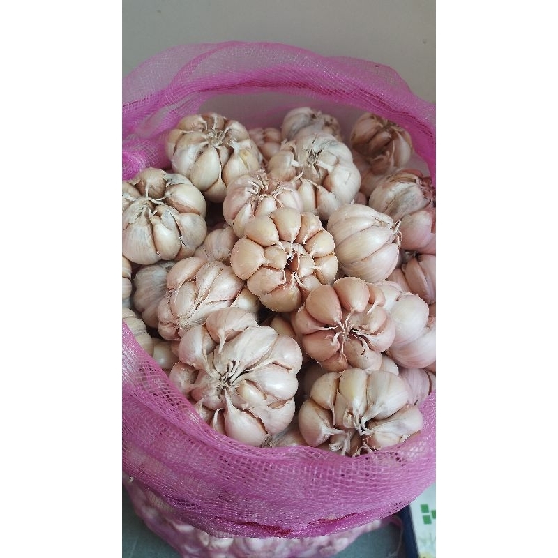

Bawang Putih 1kg