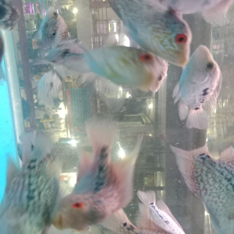 louhan cencu betina muti cros head