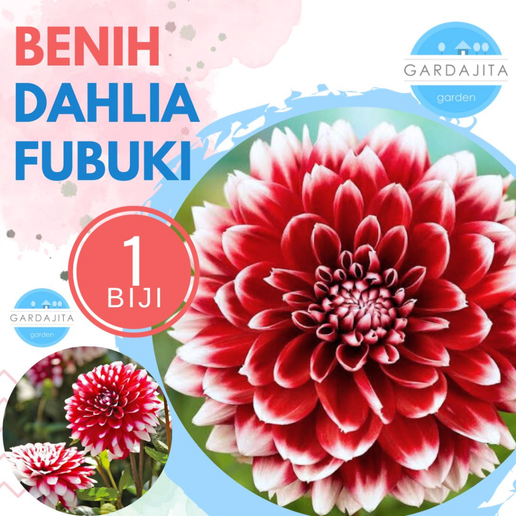 Benih DAHLIA FUBUKI _ Biji Bunga