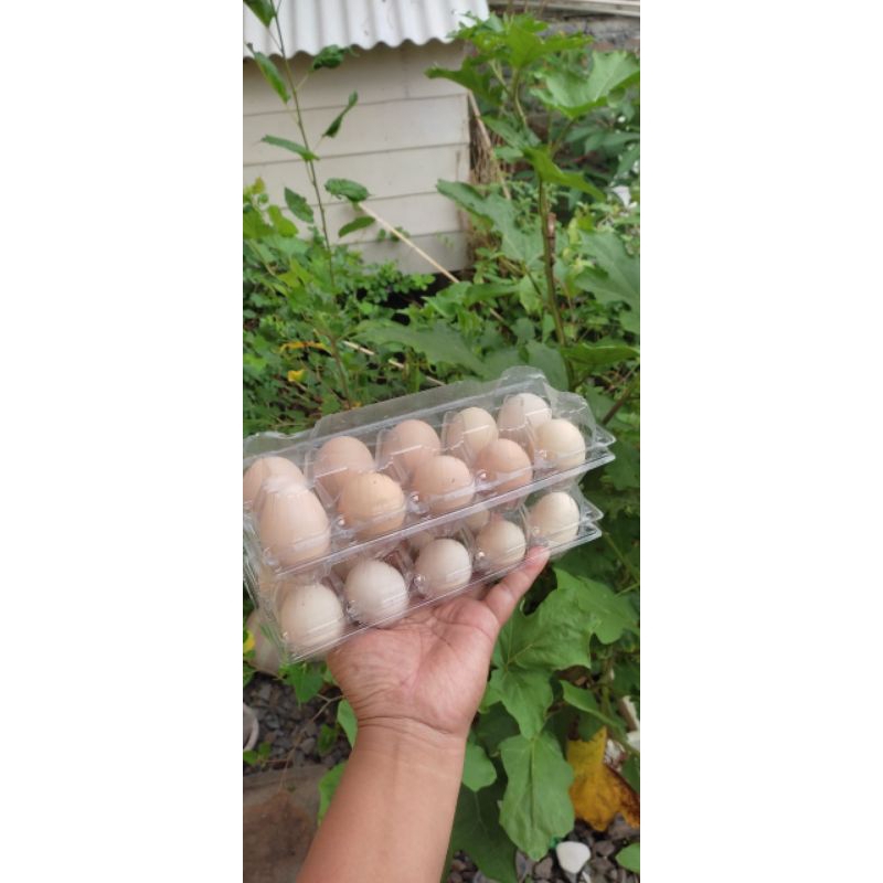 

Telur Ayam Kampung