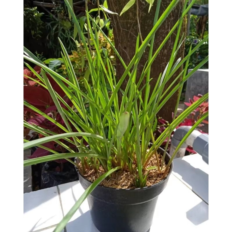 Tanaman bunga tanaman sedap malam wangi bunga hias hidup bunga sedap malam hidup bibit bunga sedap m