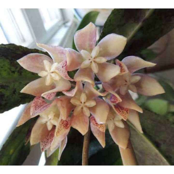 Hoya Undulata