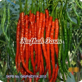 Benih 10 Biji Cabe Keriting INTI 99 F1