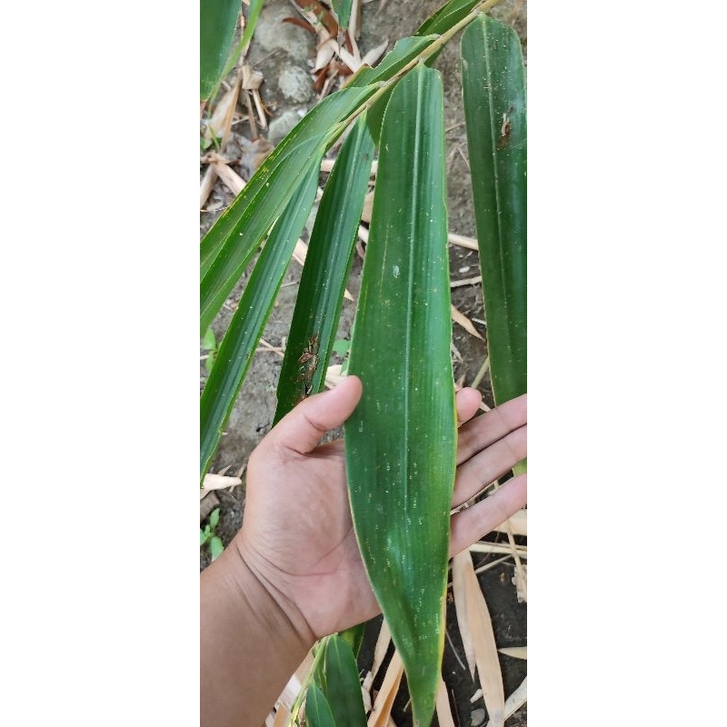 

Daun Bambu Besar fress langsung petik jika pesan