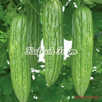 Benih 2 Biji Pare ALASKA F1