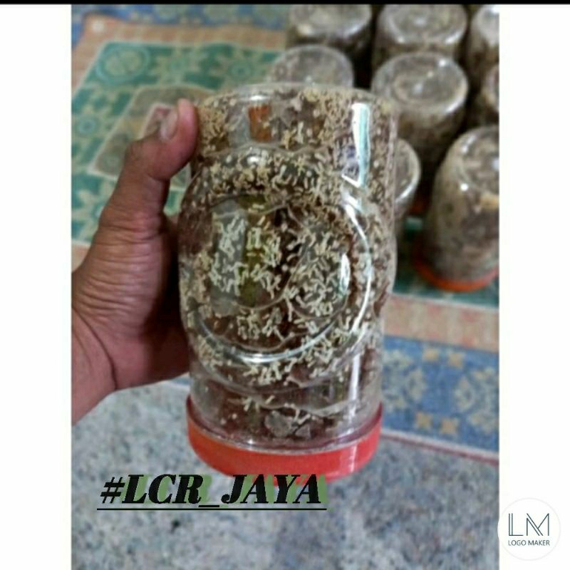 Bibit kroto/Bibit semut rangrang