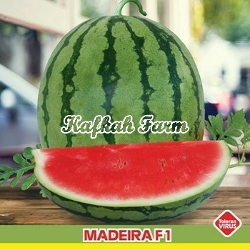 Benih 2 Biji Semangka MADEIRA F1
