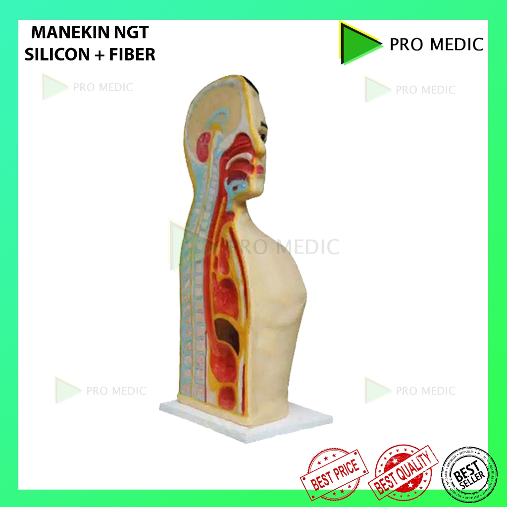Manekin NGT Silicon + Fiber | Phantom Manikin Peraga Lokal