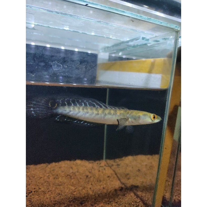 ys dorsal batik ±13-14cm