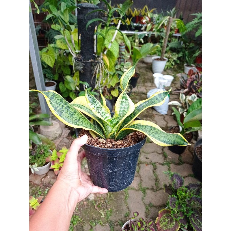 Tanaman Hias Sansevieria Tsunami/Twister