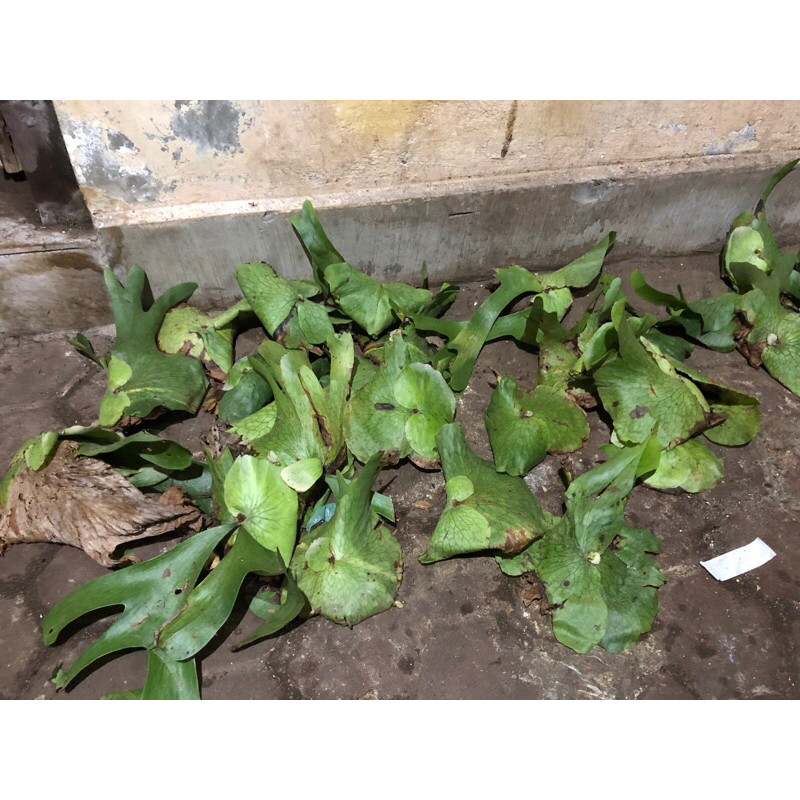 Platycerium Wandae Cabutan