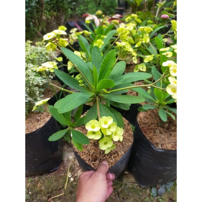 BISA COD euphorbia Bunga kuning tanaman gurun euphorbia bunga kuning