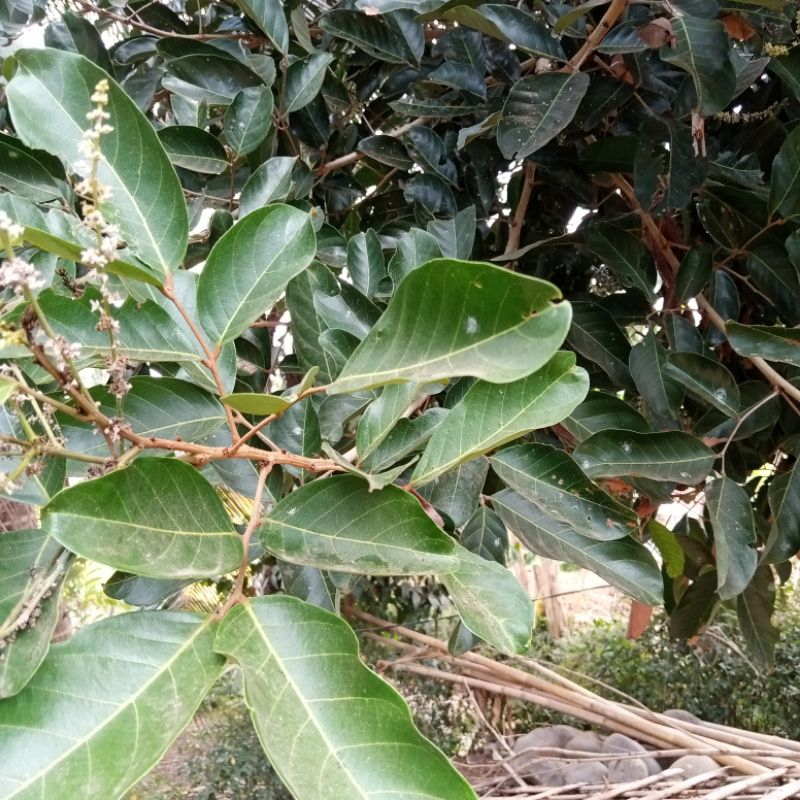 

DAUN RAMBUTAN SEGAR 1 KILO