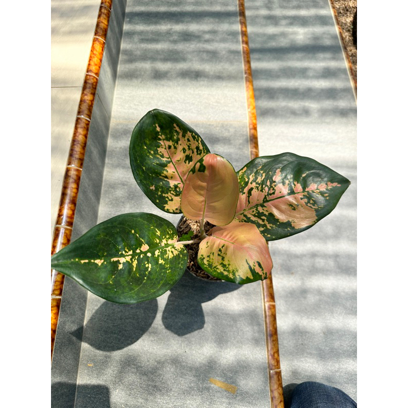 aglaonema sultan brunei