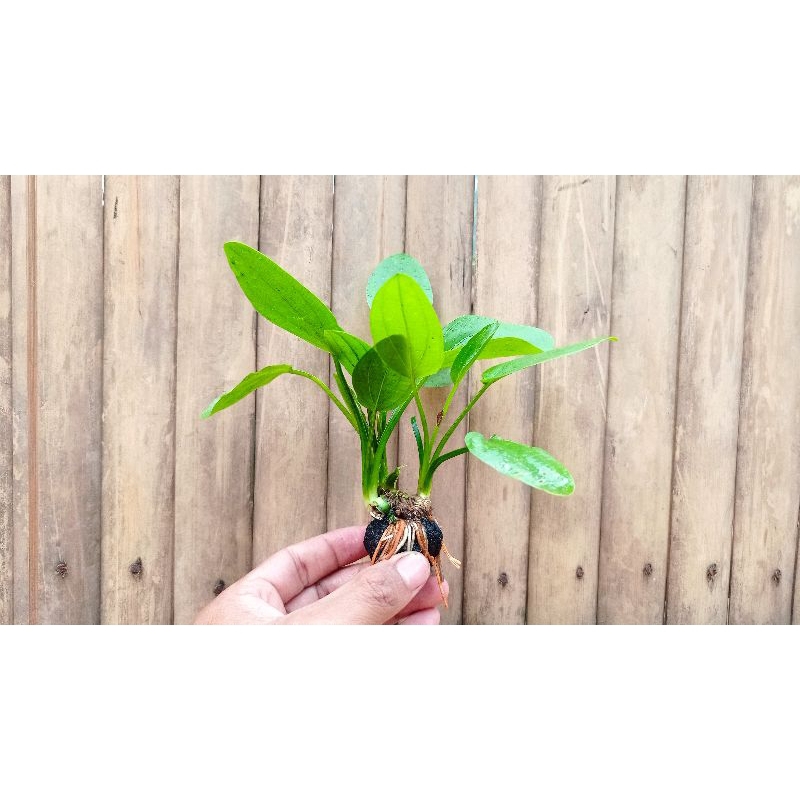 Wabikusa Pakis Air tanaman aquascape