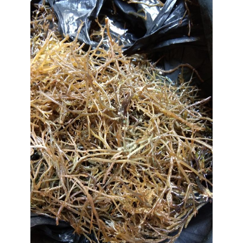 

Rumput Laut | Gracilaria verrucosa | Gracilaria Coronopifolia | Request 1 Kg