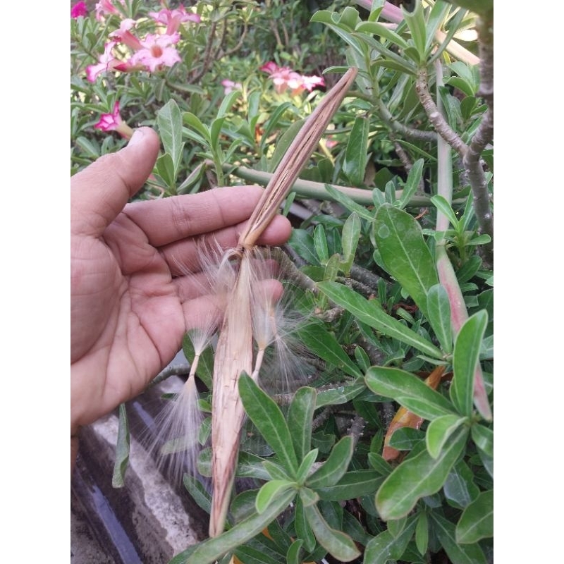 Biji Benih Seed Adenium Cabang Seribu Ory per biji
