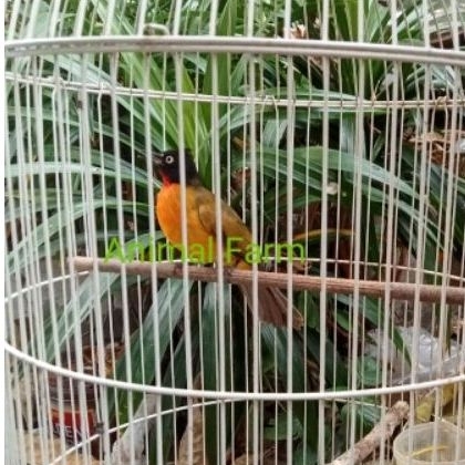 Burung kutilang Emas Gacor mulus